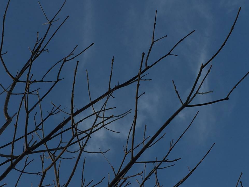Las Cuatro Estaciones: A Story of Human Trees by Sharon Marroquin